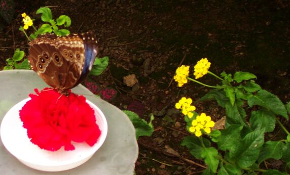 [morpho peleides]