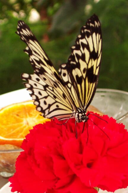 [idea leuconoe]